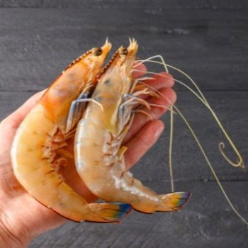 Seafood