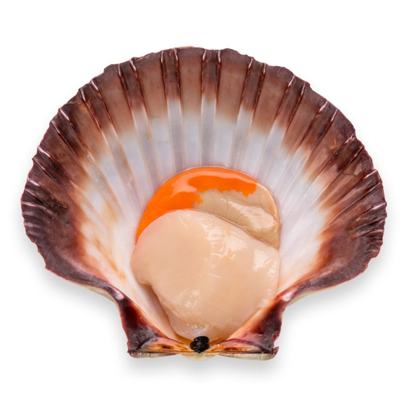 FERGUSON AUSTRALIA Scallop Meat Roe On 200g